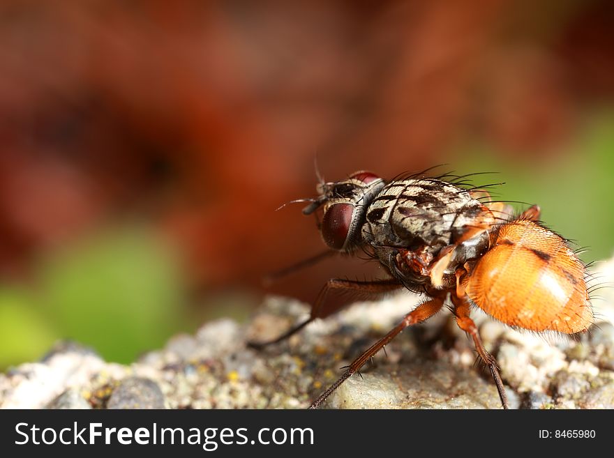 Closeup of a fly with no wings. Closeup of a fly with no wings