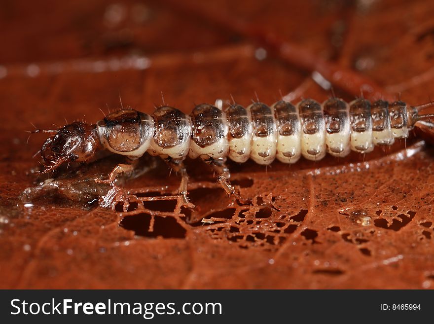 Side view of predaceous beetle larva