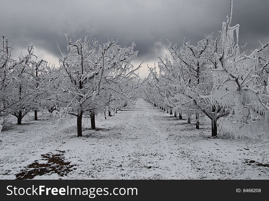 Apple trees with snow and frost protection ice. Apple trees with snow and frost protection ice