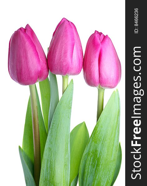 Three pink tulips isolated on the white background (Vertical orientation)
