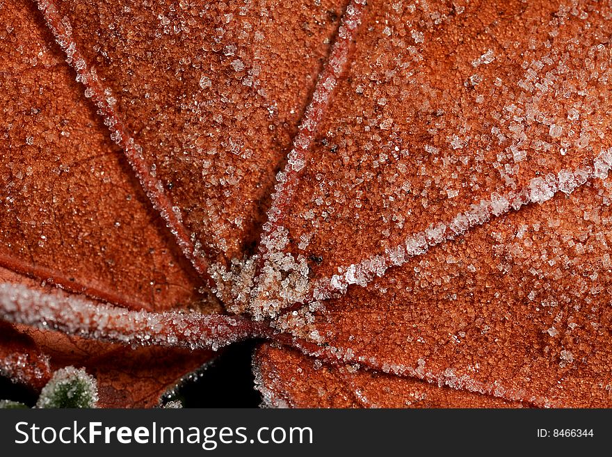 Closeup Of Frost On Leaf