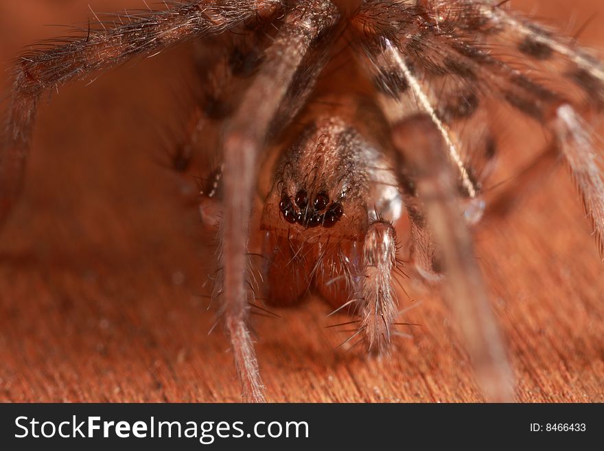 Closeup Of Groudn Spider