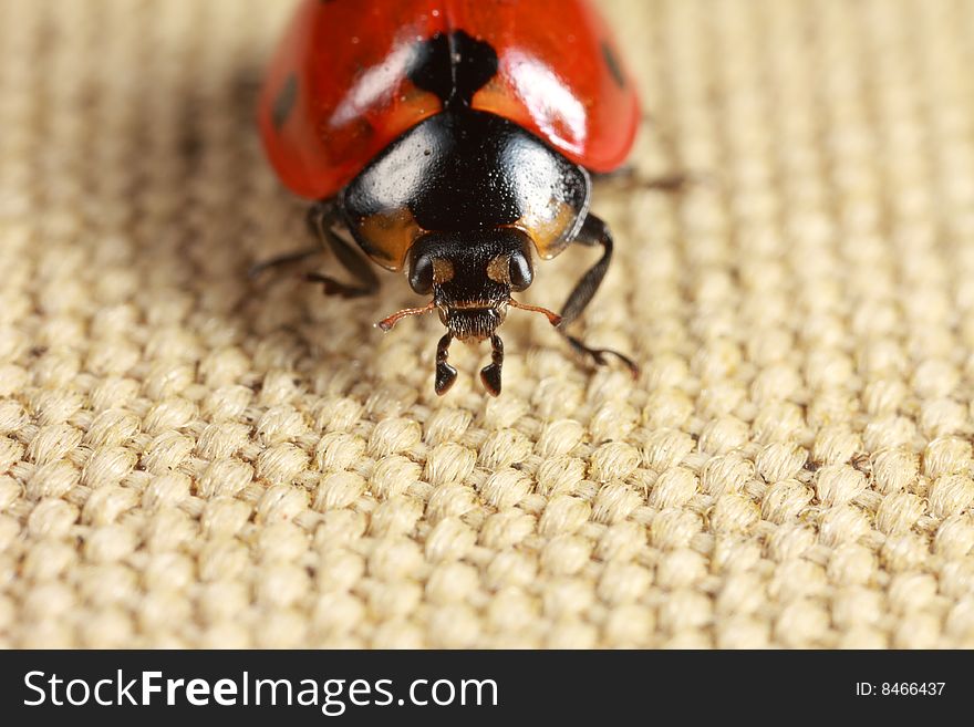 Closeup of front of ladybug. Closeup of front of ladybug