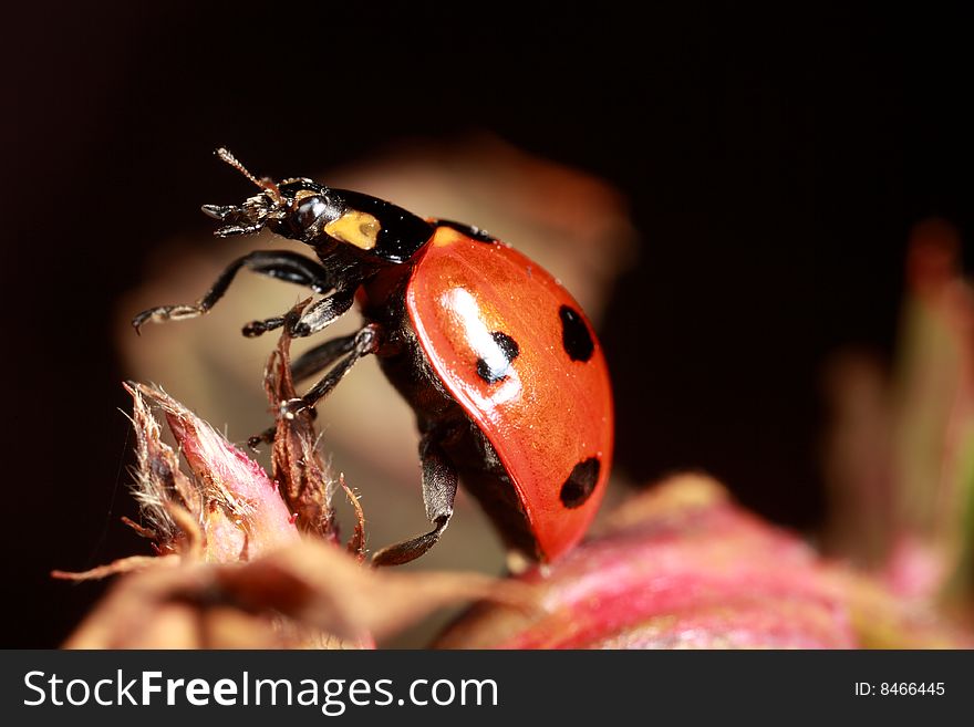 Closeup of ladybug on rose bush