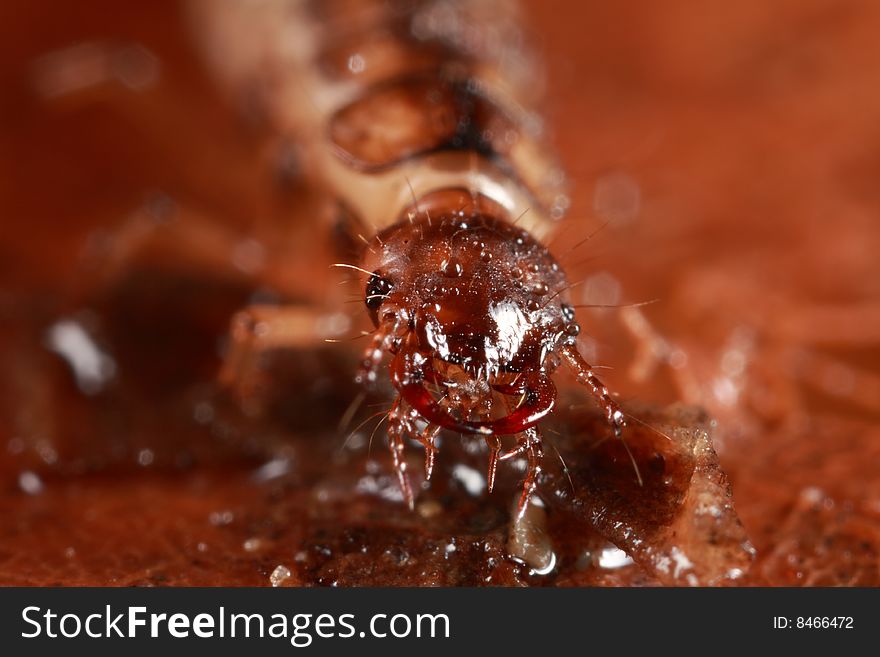 Closeup of face of predaceous beetle larva. Closeup of face of predaceous beetle larva