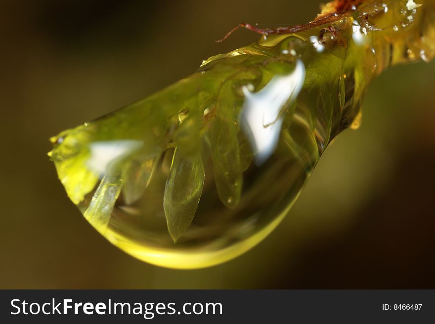 Closeup of moss inside a raindrop. Closeup of moss inside a raindrop