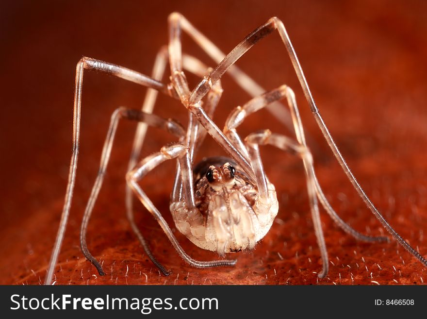 Closeup of a harvestman on a leaf. Closeup of a harvestman on a leaf