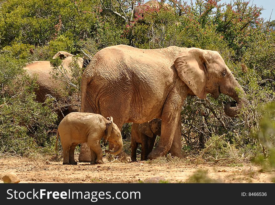 Herd of elephants