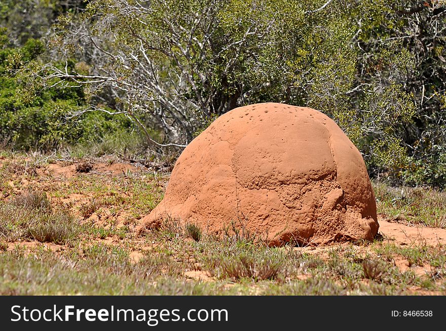 Addo elephant national park,south africa,nest,mound. Addo elephant national park,south africa,nest,mound