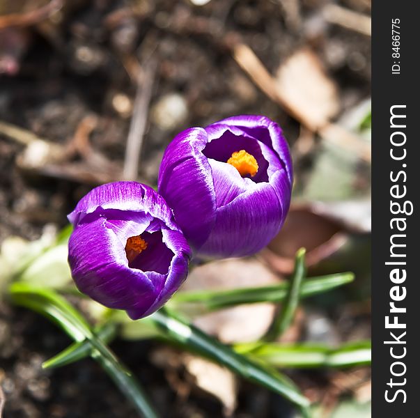 First spring Crocus flowers on the ground