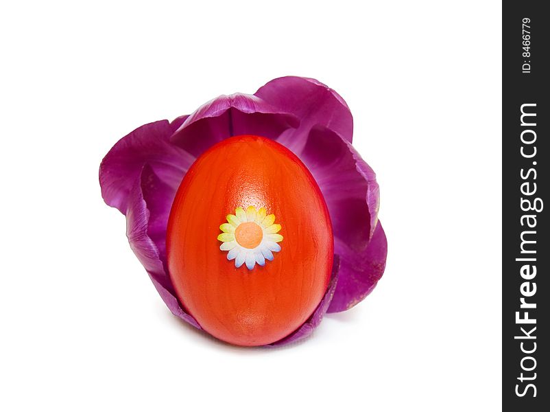 Celebrating Easter spring with a red decorated egg inside a purple tulip. Isolated on white. Celebrating Easter spring with a red decorated egg inside a purple tulip. Isolated on white.