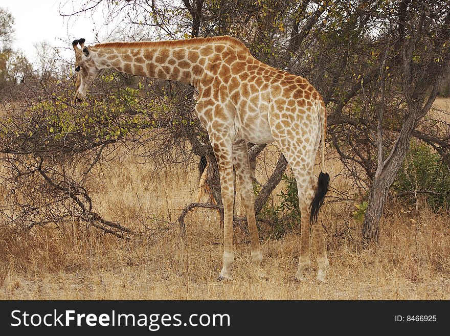 A giraffe (Giraffa camelopardis) browsing on a bush. A giraffe (Giraffa camelopardis) browsing on a bush