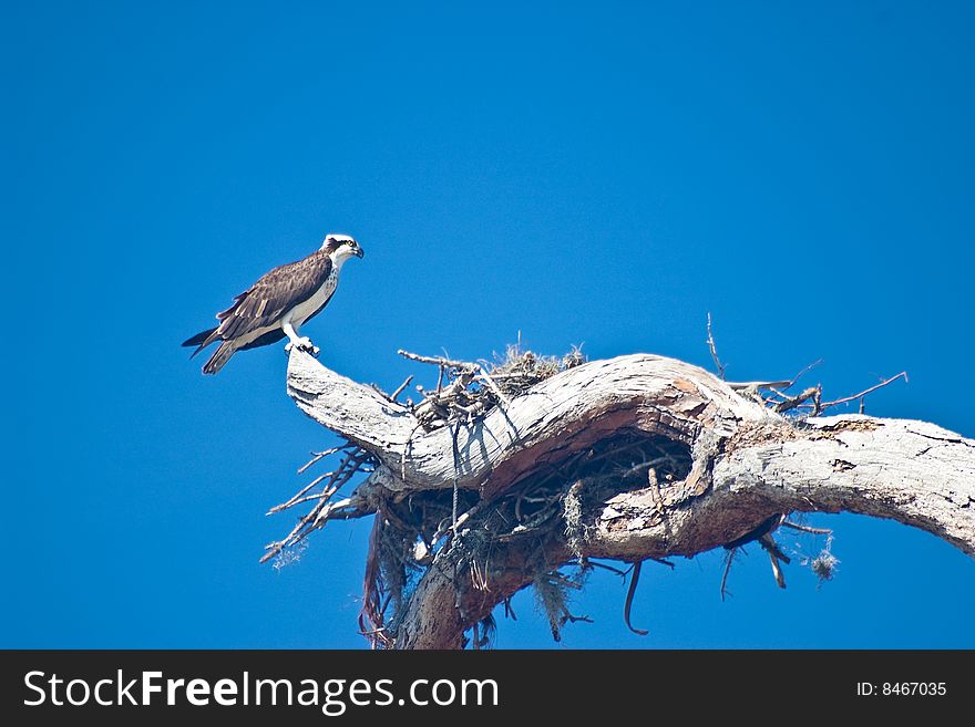 Female Osprey (Pandion haliaetus), sometimes known as the sea hawk, guarding her nest. Female Osprey (Pandion haliaetus), sometimes known as the sea hawk, guarding her nest.