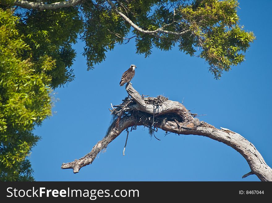 Osprey (Pandion haliaetus), sometimes known as the sea hawk, guarding its nest. Osprey (Pandion haliaetus), sometimes known as the sea hawk, guarding its nest.