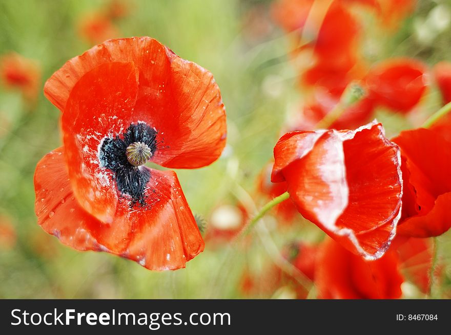 The popy focused on the great poppy field. Nice bright red tones and soft light-green background. The popy focused on the great poppy field. Nice bright red tones and soft light-green background