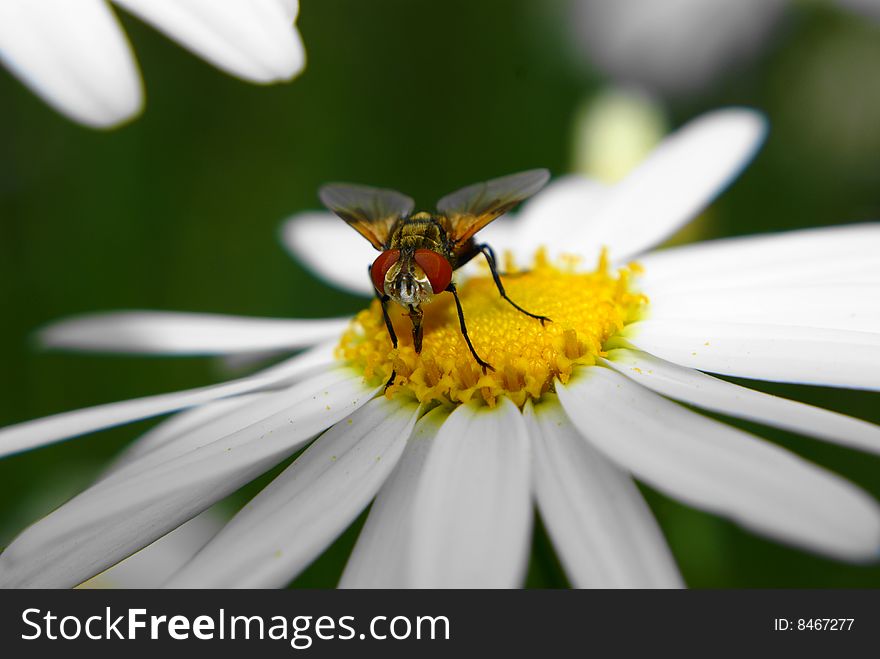 A fly with silvery face and red eyes standing on a flower sucking out nectar. A fly with silvery face and red eyes standing on a flower sucking out nectar