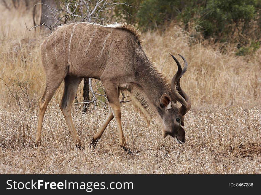 A kudu bull (Tragelaphus strepsiceros) grazing on dry winter grass. A kudu bull (Tragelaphus strepsiceros) grazing on dry winter grass