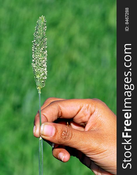 Hand holding a green plant.