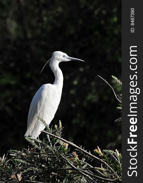 White egret standing on the tree.