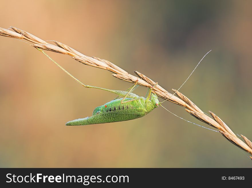 Macro Green Grasshopper