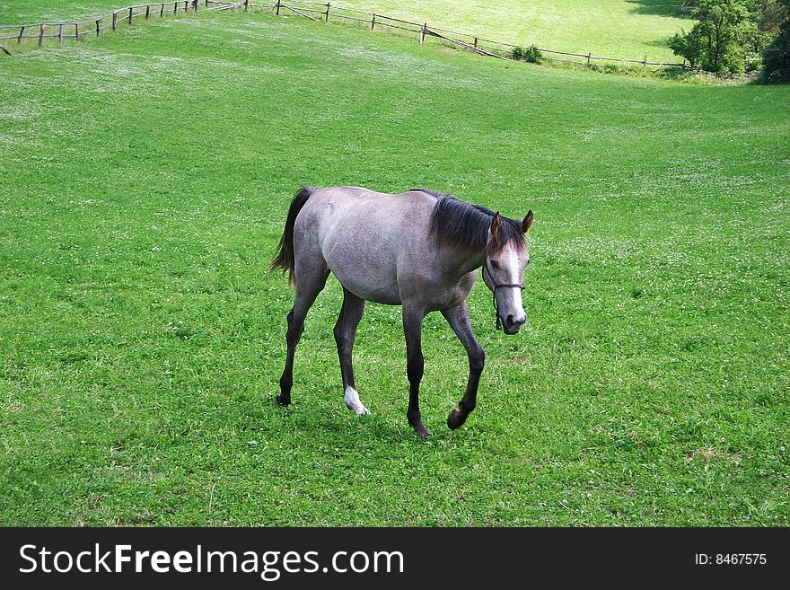 Horse on the green field in Czech