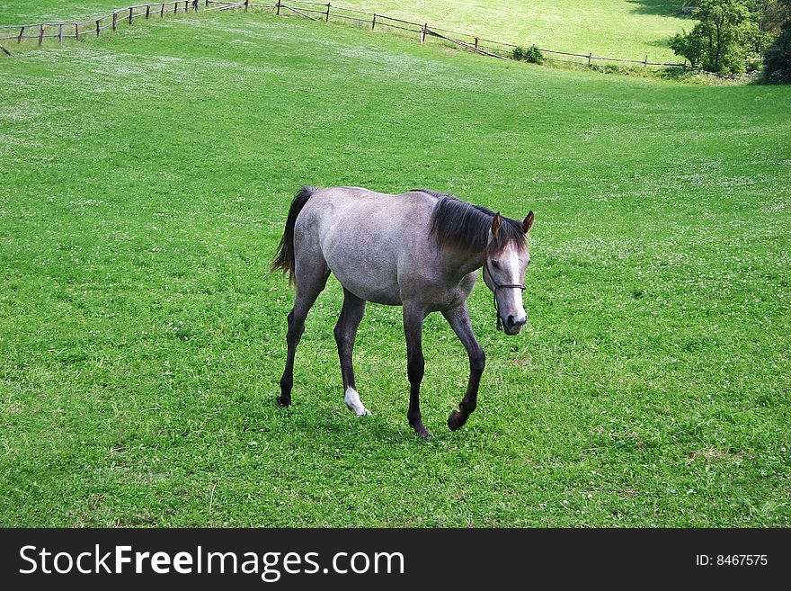 Horse On The Green Field