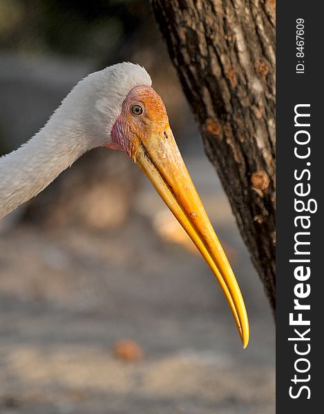 Closeup of painted stork looking great.