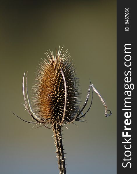 The head of a spiny riverside thistle. The head of a spiny riverside thistle