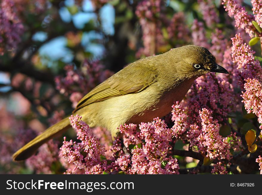 Female Spotted-back Weaver