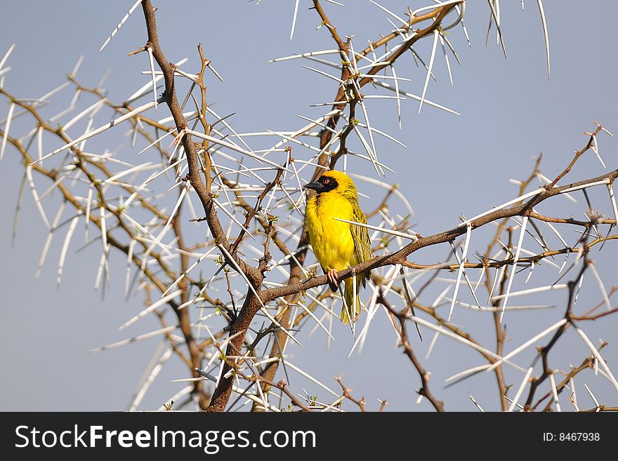 Male weaver in its environment