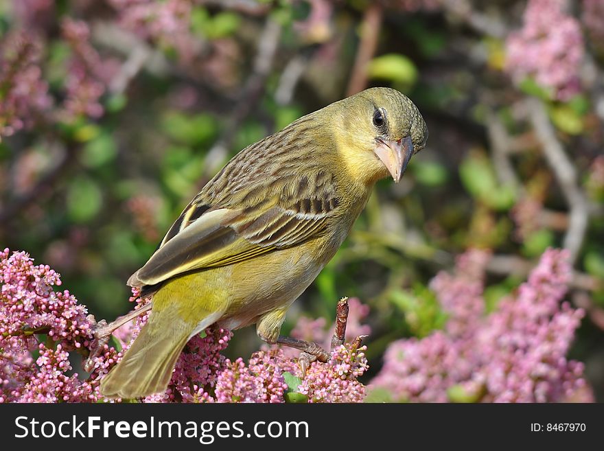 Female spotted-back weaver