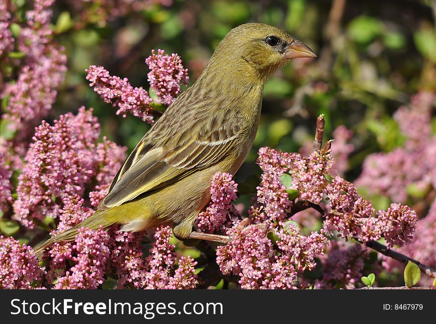 Female Spotted-back Weaver