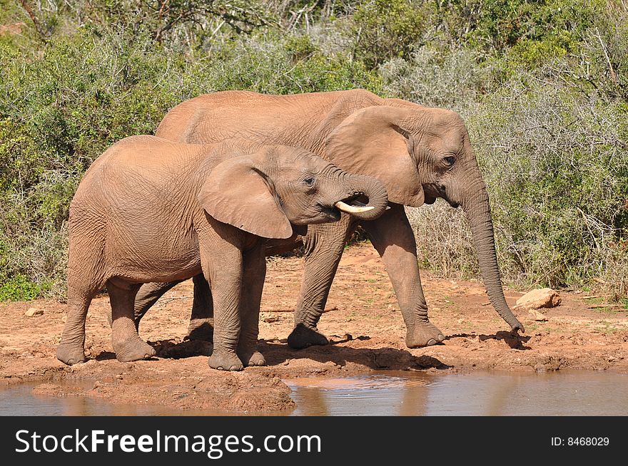 Young Elephants At Watering Place