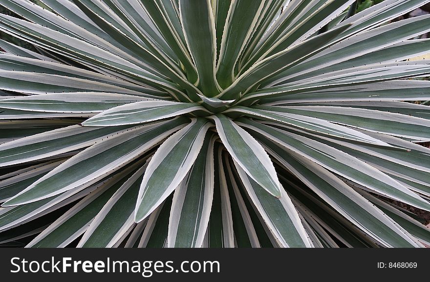 White and green agave cactus plant macro creates a starburst pattern and an optical illusion of movement. Good for a nature or foliage background.