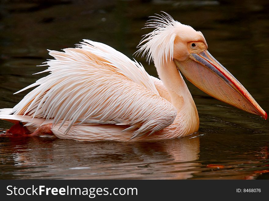 The great white pelican is a basically all-white bird which reveals black wing-feathers in flight.