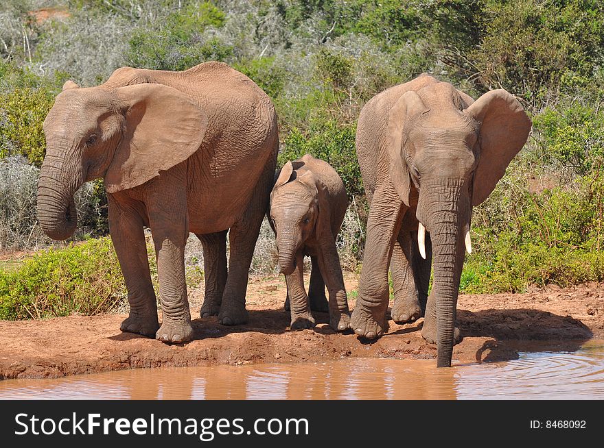 Elephants At Watering Place