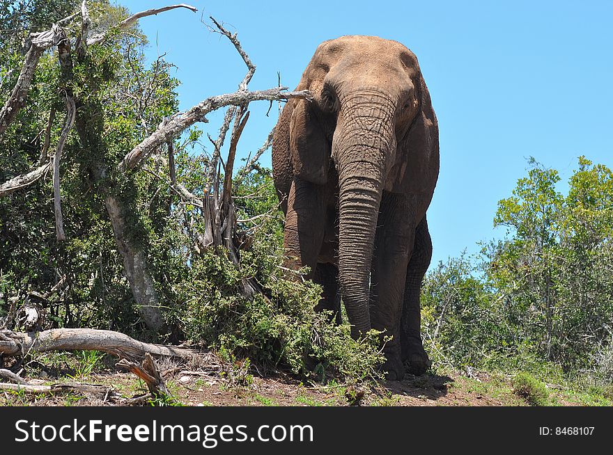 Greatly big female elephant