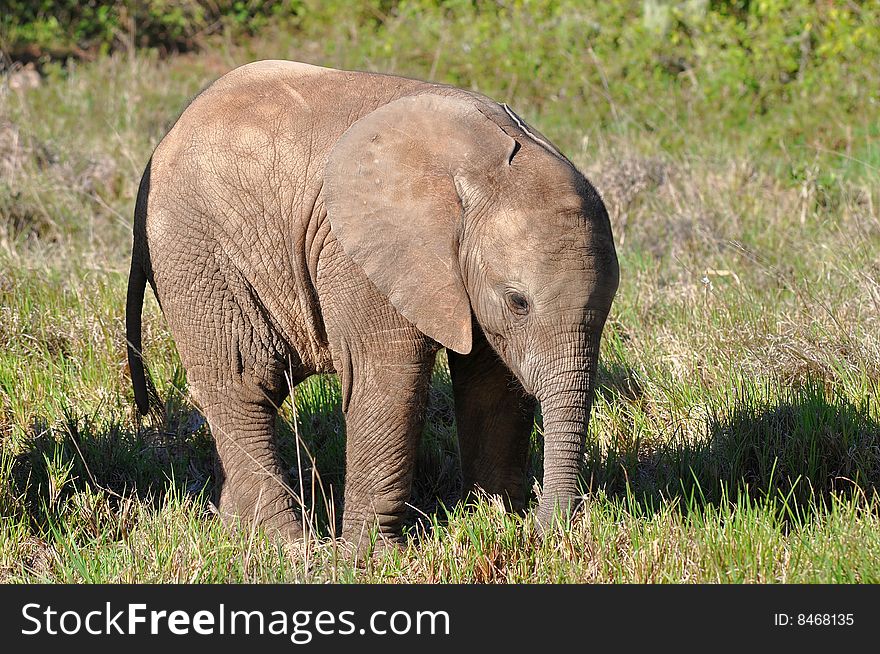 Young 5weeks Old Elephant Baby