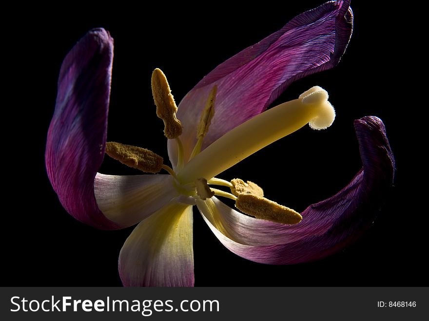 Purple tulip with dying petals reveals stamen backlit against black. Business concept for financial meltdown. Purple tulip with dying petals reveals stamen backlit against black. Business concept for financial meltdown.