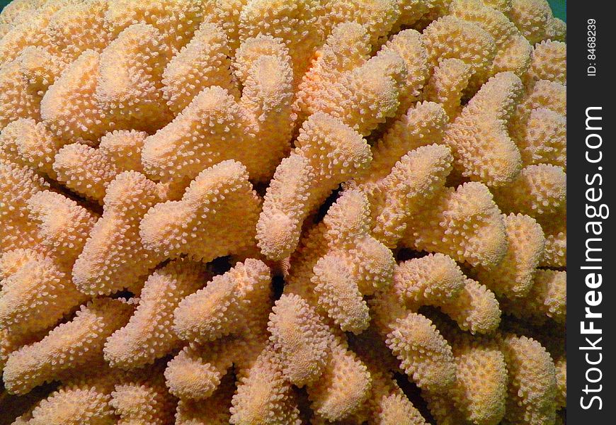 Coral in a tropical reef