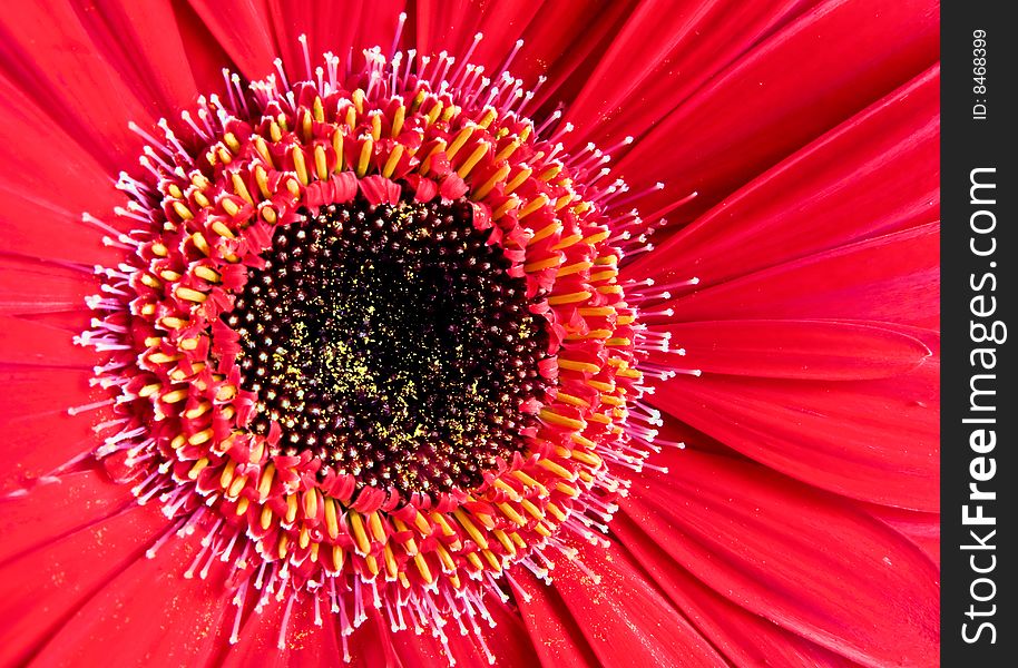 A macro composition of a red gerber daisy. A macro composition of a red gerber daisy