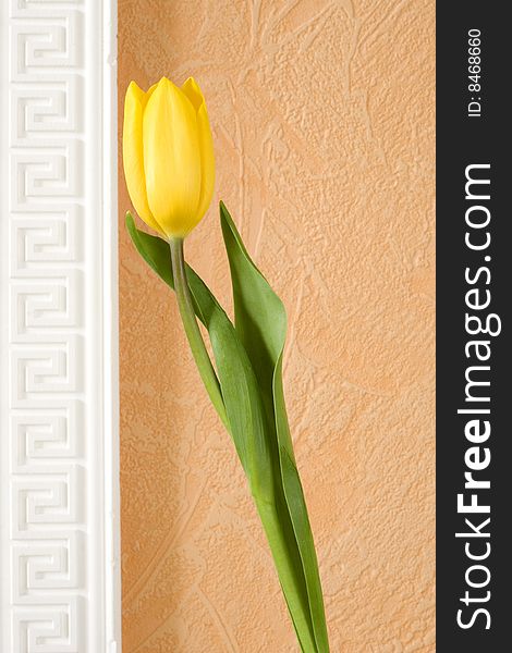 Close-up of the yellow tulip isolated on orange background