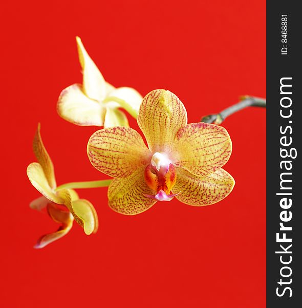 Yellow orchid blossom in detail