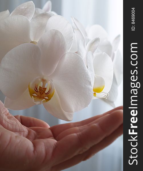 White orchid blossom in detail with hand