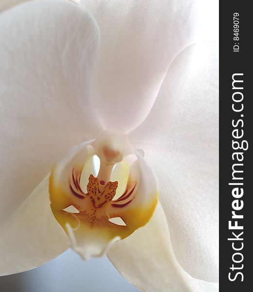 White orchid blossom in detail