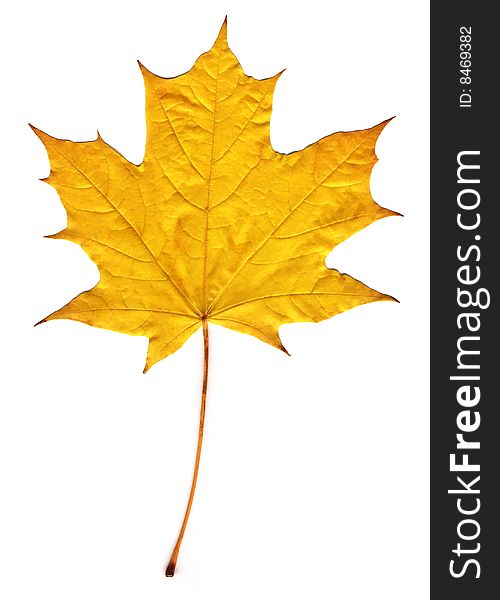 Autumnyellow maple leaf isolated on white background