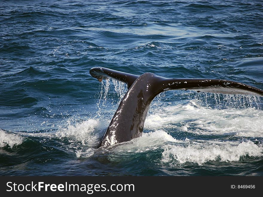 Alaskan humpback whale swimming and diving. Alaskan humpback whale swimming and diving