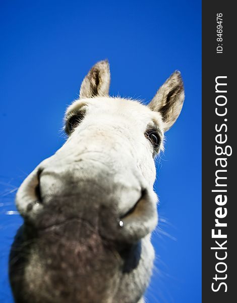White donkey over clear sky. Focus on eyes.