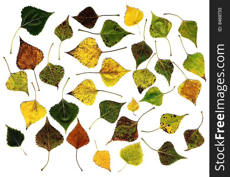 Many different autumn leaves isolated on white. Many different autumn leaves isolated on white