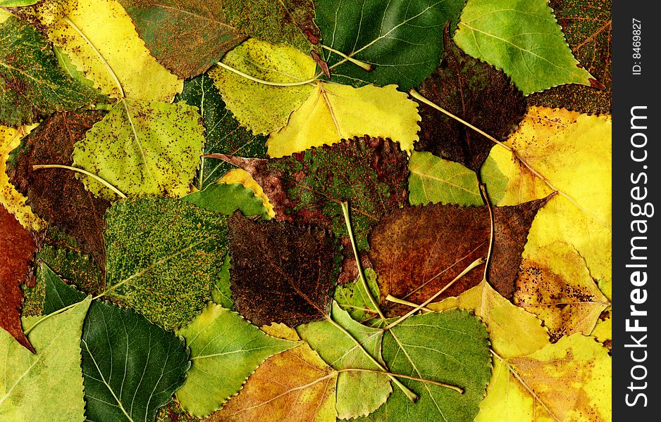 Background: many different autumn poplar leaves